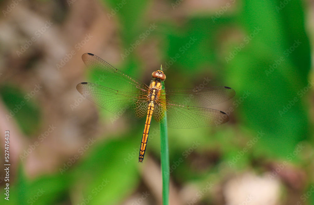 A Beautiful Dragonfly in the Forest in A Closeup Shot (Wildlife Photography) A Beautiful Dragonfly in the Forest in A Closeup Shot (Wildlife Photography)