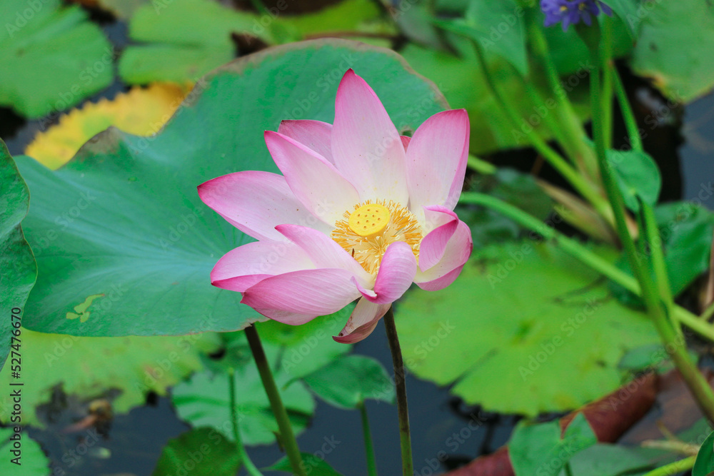 A Beautiful Lotus Flower Blooming in the Pond in Closeup A Beautiful Lotus Flower Blooming in the Pond in Closeup