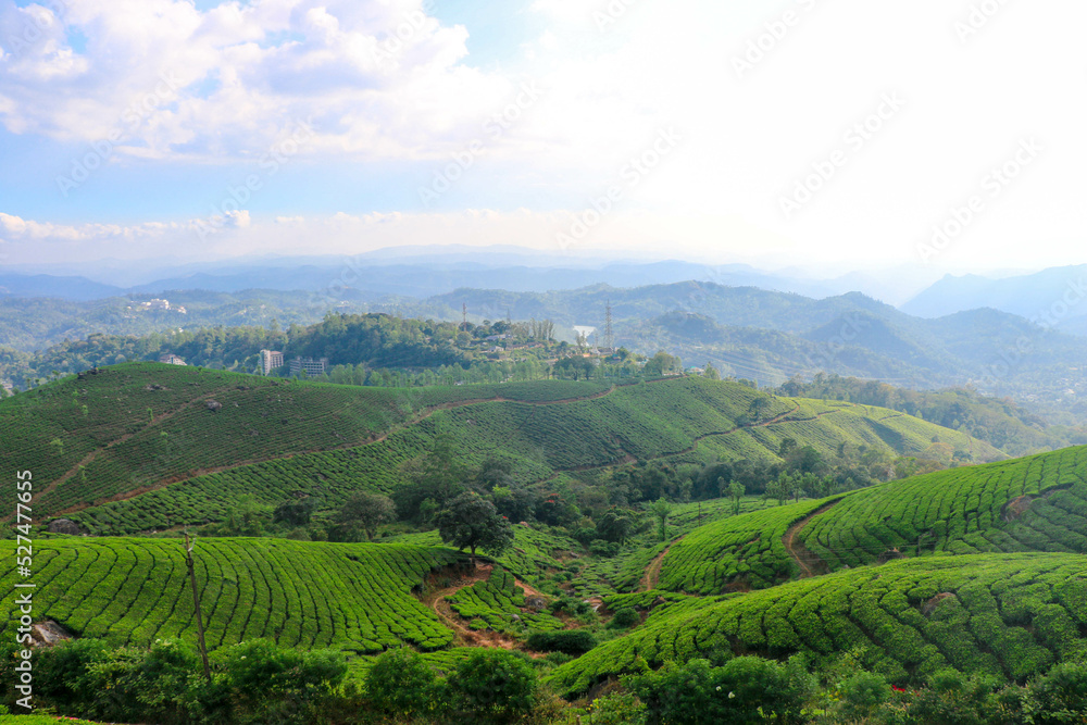 Spectacular View of Tea Plantation from Kannan Devan Hills, Munnar, Kerala, India