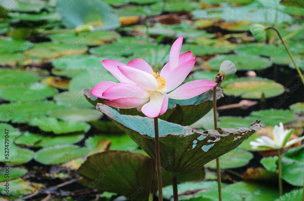 An Amazing Lotus Fully Bloomed in the Pond in Closeup Shot An Amazing Lotus Fully Bloomed in the Pond in Closeup Shot