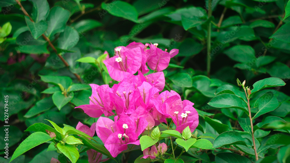 Great Bougainvillea Flower in the Forest Great Bougainvillea Flower in the Forest