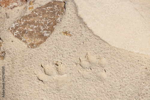Two dog paw prints in the sand