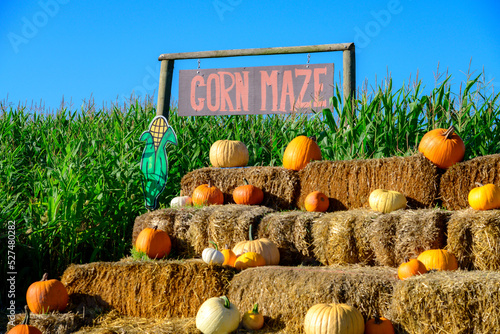 Corn maze