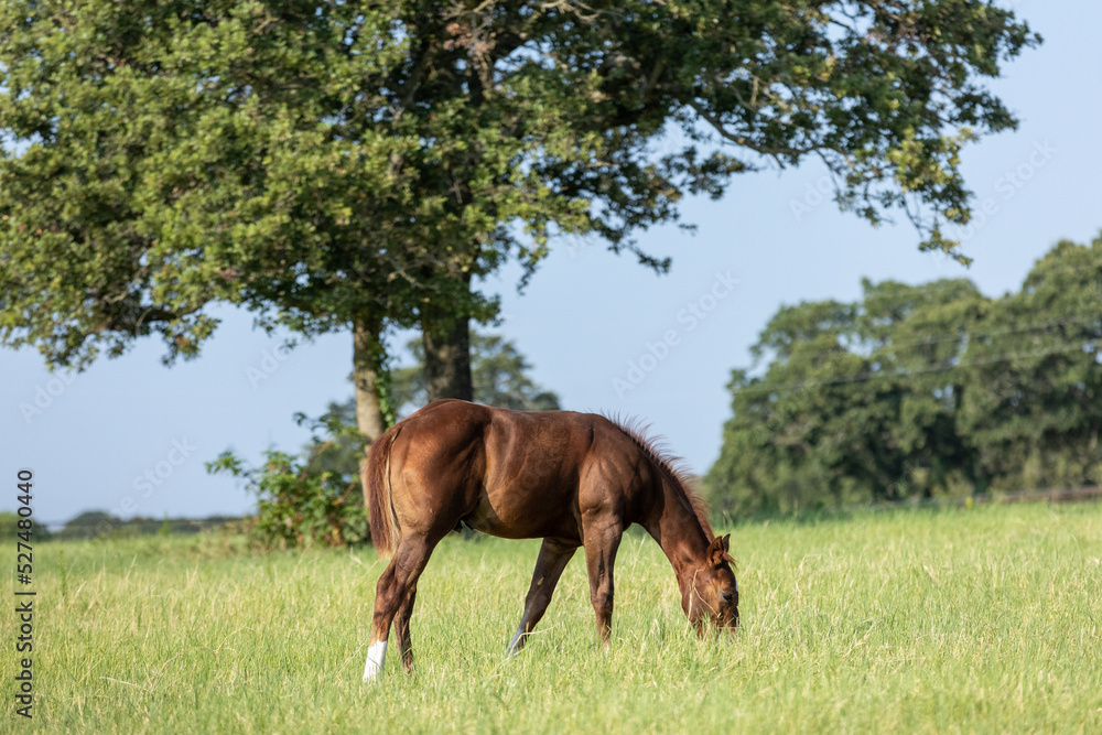 Fototapeta premium Foal Grazing