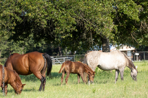 Mares and foals