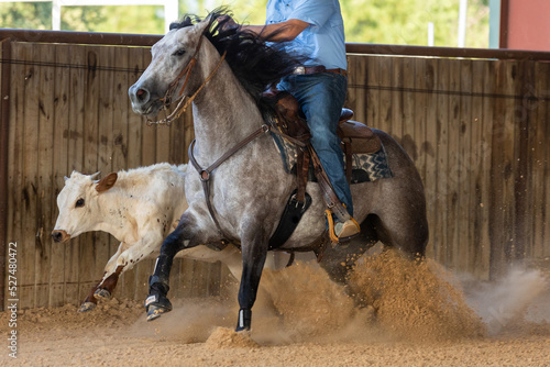 working cow horse training photo