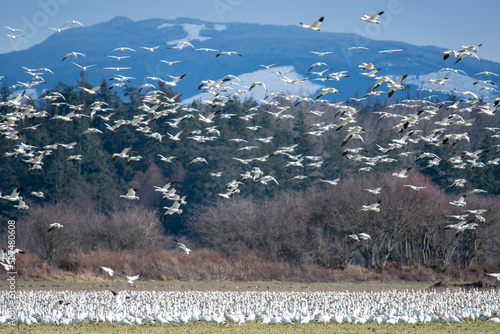 Snow Geese in flight