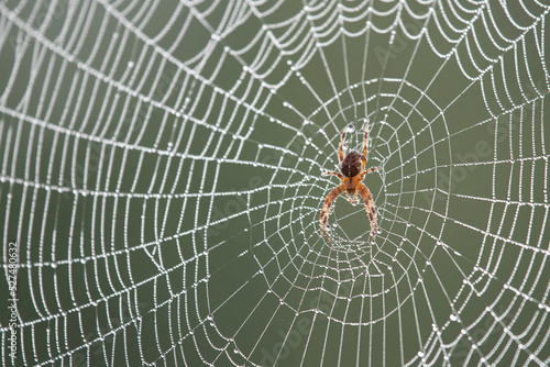 Spider guarding its web