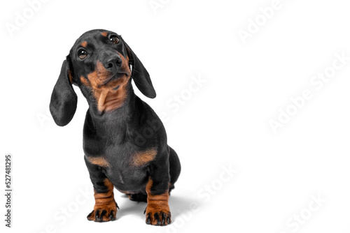 Portrait of adorable dachshund puppy  who obediently sits and listens attentively to someone with its head tilted  isolated on white background  front view