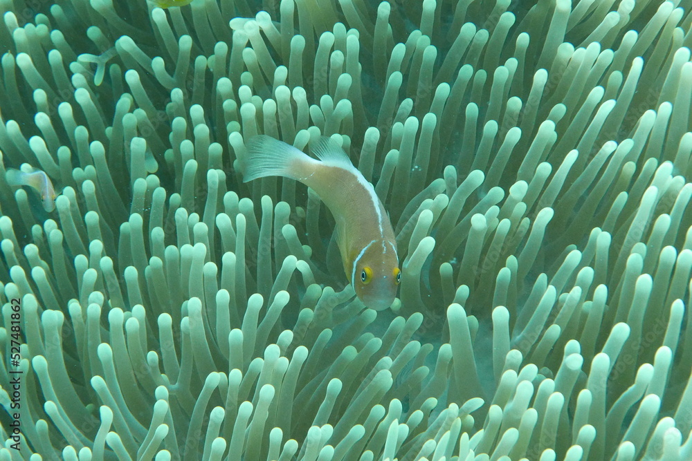 Scuba diving on the reefs of Majuro,Marshall islands. Scuba diving on the reefs of Majuro,Marshall islands.