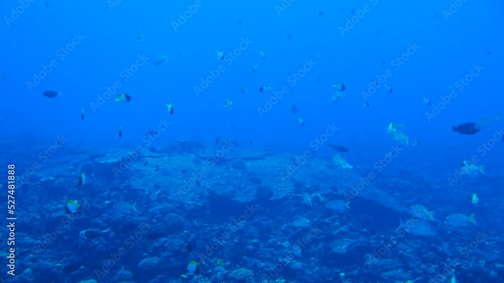 Scuba diving on the reefs of Majuro,Marshall islands. Scuba diving on the reefs of Majuro,Marshall islands.