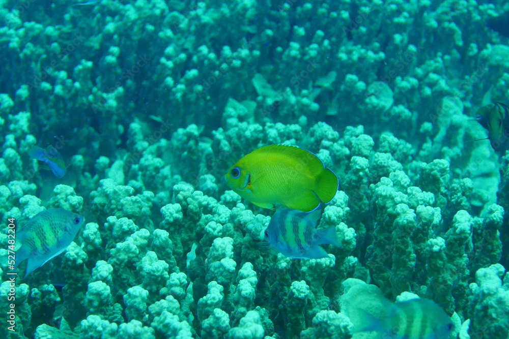 Scuba diving on the reefs of Majuro,Marshall islands. Scuba diving on the reefs of Majuro,Marshall islands.