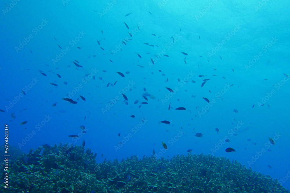 Fototapeta premium Scuba diving on the reefs of Majuro,Marshall islands.