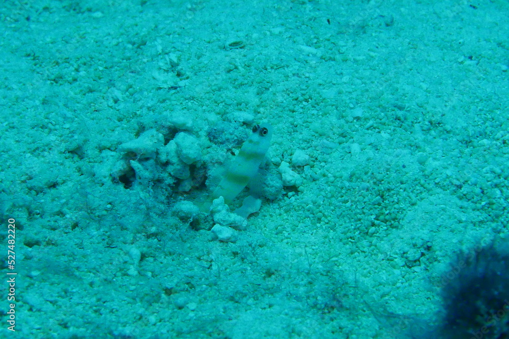 Scuba diving on the reefs of Majuro,Marshall islands. Scuba diving on the reefs of Majuro,Marshall islands.