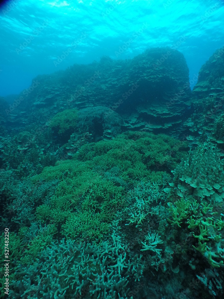 Naklejka premium Scuba diving on the reefs of Majuro,Marshall islands.