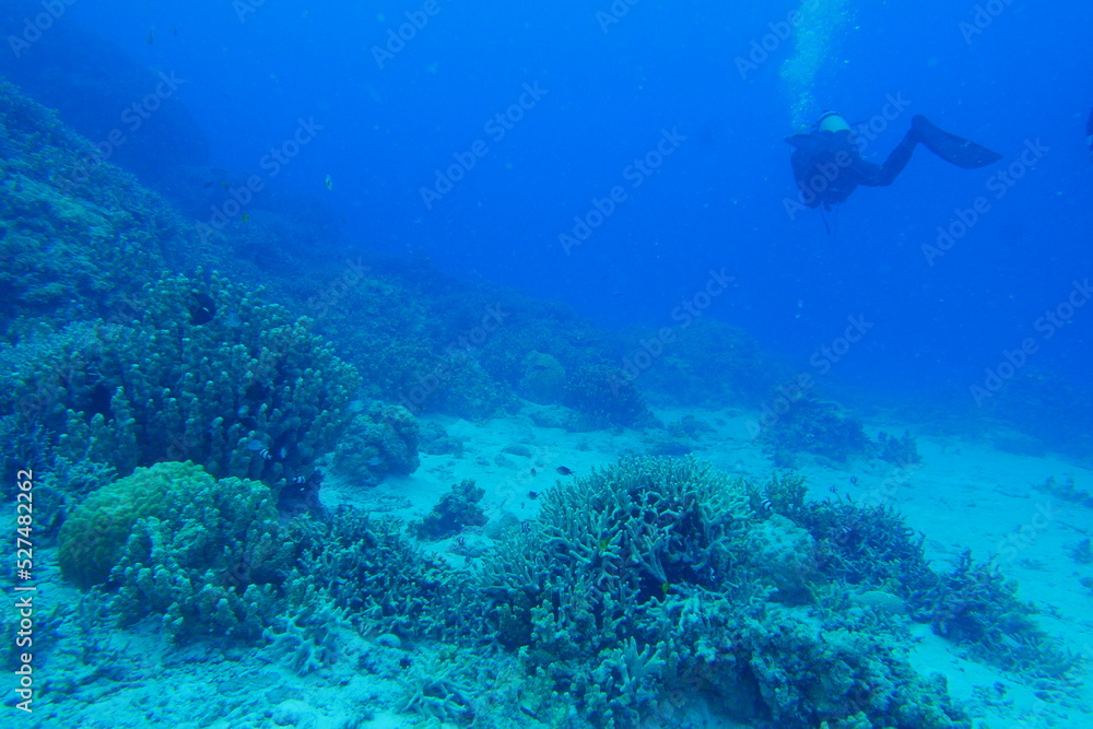 Fototapeta premium Scuba diving on the reefs of Majuro,Marshall islands.
