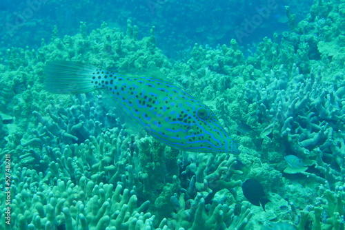 Scuba diving on the reefs of Majuro,Marshall islands.