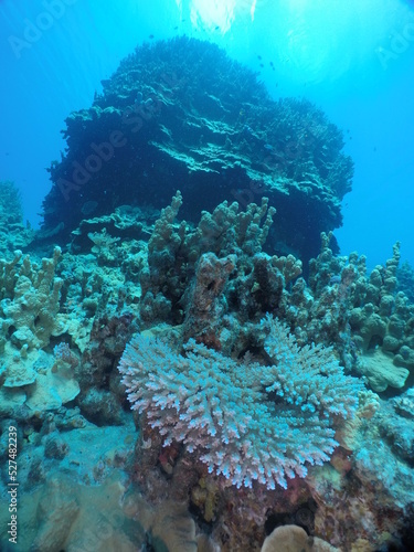 Scuba diving on the reefs of Majuro Marshall islands.