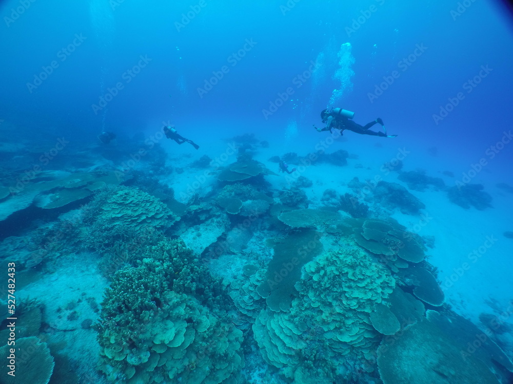 Fototapeta premium Scuba diving on the reefs of Majuro,Marshall islands.