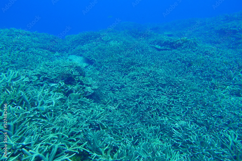 Scuba diving on the reefs of Majuro,Marshall islands.