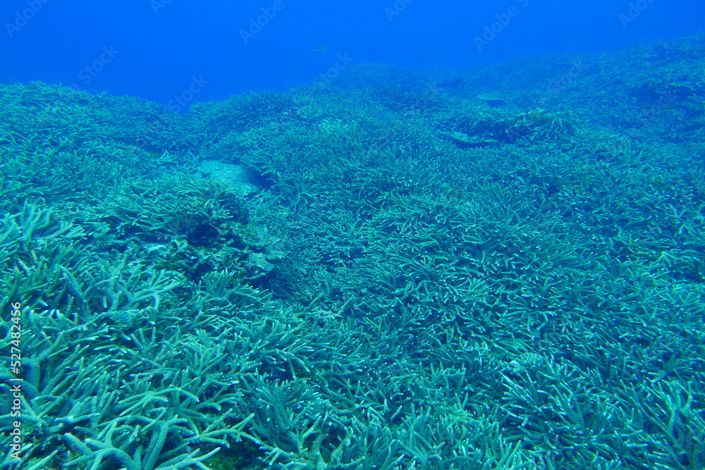 Naklejka premium Scuba diving on the reefs of Majuro,Marshall islands.
