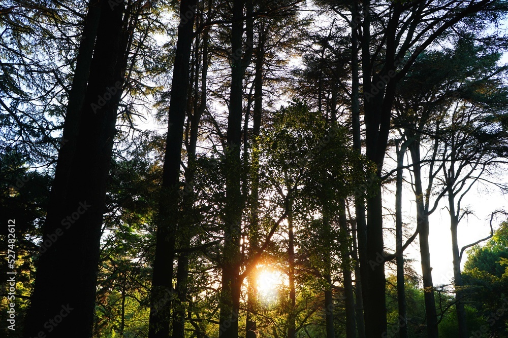 Obraz premium 夕日 sunset
