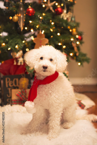 poodle dog with Santa scarf and Christmas tree