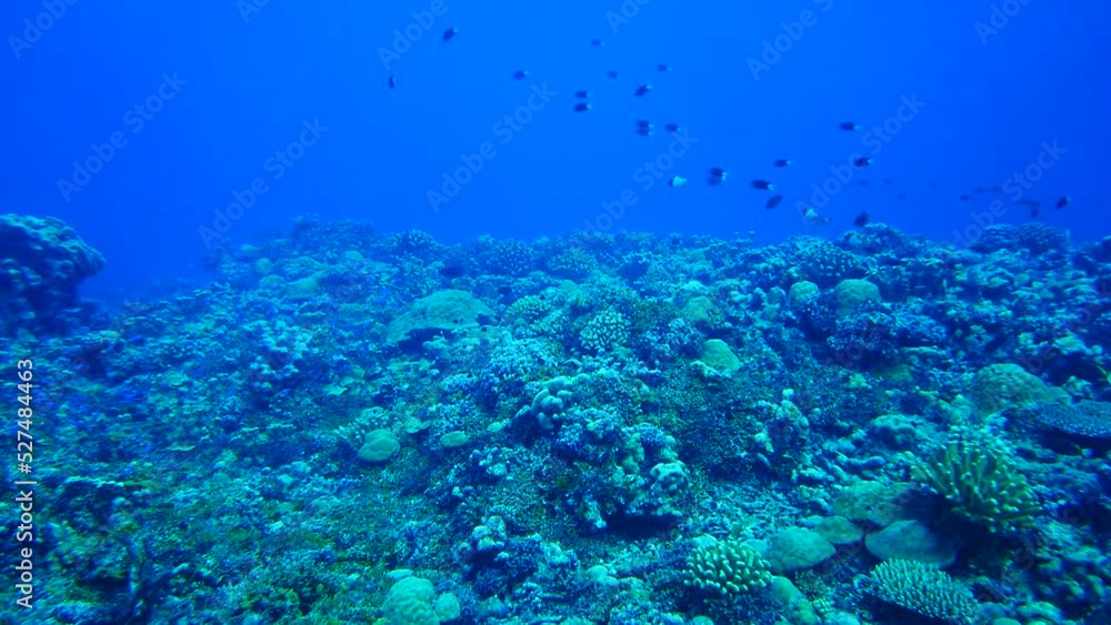 Scuba diving with Manta ray in Pohnpei, Micronesia(Federated States of Micronesia) Scuba diving with Manta ray in Pohnpei, Micronesia(Federated States of Micronesia)