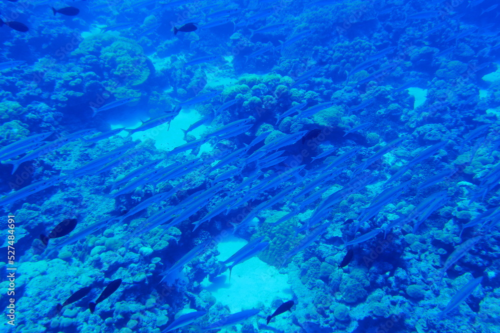 Fototapeta premium Scuba diving with Manta ray in Pohnpei, Micronesia（Federated States of Micronesia）