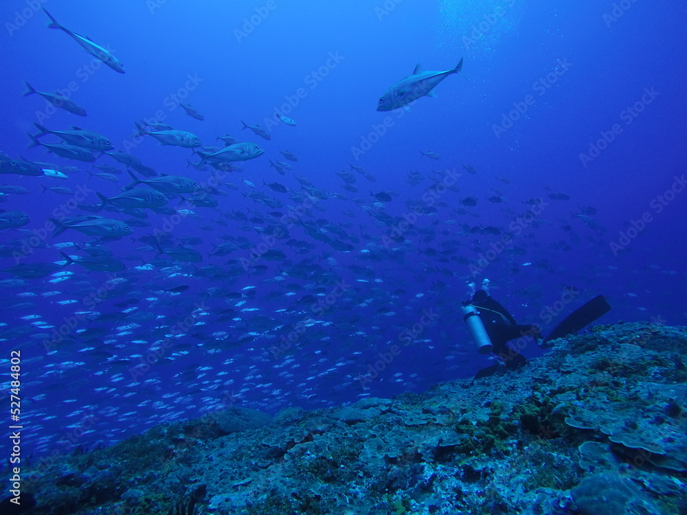 Fototapeta premium Scuba diving with Manta ray in Pohnpei, Micronesia(Federated States of Micronesia)