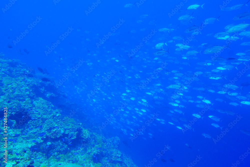 Scuba diving with Manta ray in Pohnpei, Micronesia（Federated States of Micronesia）