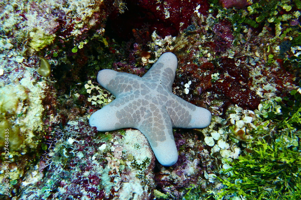 Scuba diving with Manta ray in Pohnpei, Micronesia(Federated States of Micronesia) Scuba diving with Manta ray in Pohnpei, Micronesia(Federated States of Micronesia)