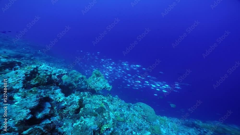 Scuba diving with Manta ray in Pohnpei, Micronesia(Federated States of Micronesia) Scuba diving with Manta ray in Pohnpei, Micronesia(Federated States of Micronesia)
