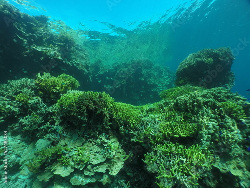 Scuba diving with Manta ray in Pohnpei, Micronesia（Federated States of Micronesia）