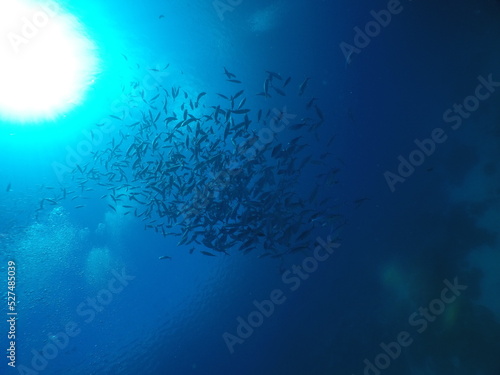 Scuba diving with Manta ray in Pohnpei, Micronesia（Federated States of Micronesia）