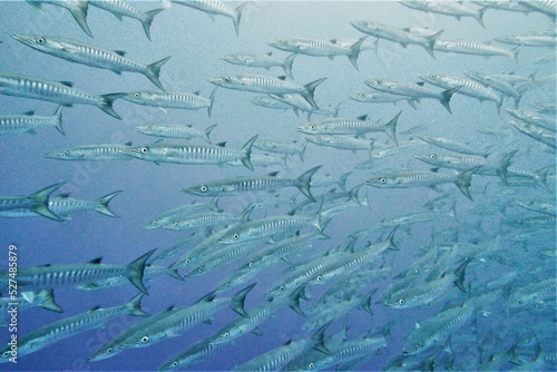 Wall Mural Scuba diving on the reefs of Kosrae, Micronesia（Federated States of Micronesia）