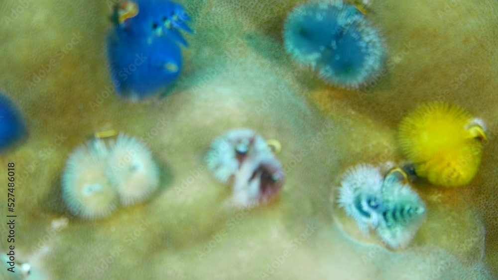 Scuba diving on the reefs of Kosrae, Micronesia(Federated States of Micronesia) Scuba diving on the reefs of Kosrae, Micronesia(Federated States of Micronesia)