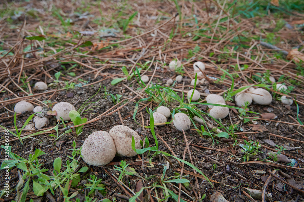 Group of immature Group of immature