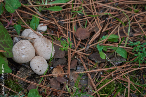 Group of immature "Wolf farts" mushroom in the nature. Edible mushrooms growing at autumn in the middle of the forest.