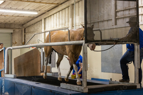 Equine Veterinarian pre purchase exam sound horse treadmill