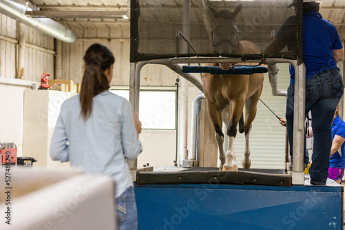 Obraz na plátně Equine Veterinarian pre purchase exam sound horse treadmill