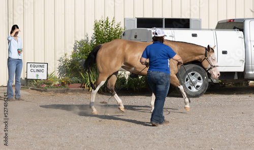 фотографія Equine Veterinarian pre purchase exam sound horse