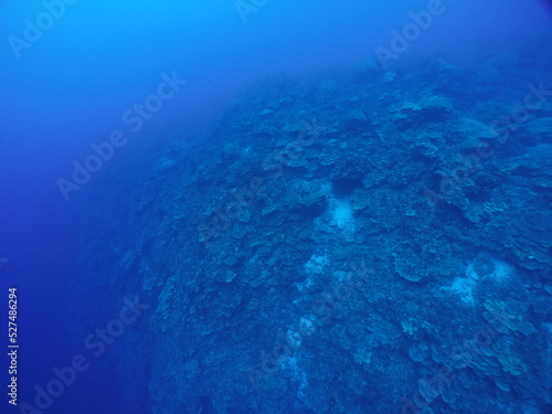 Scuba diving on the reefs of Kosrae, Micronesia（Federated States of Micronesia）