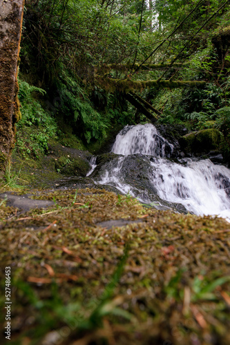 stream with green moss in oregon