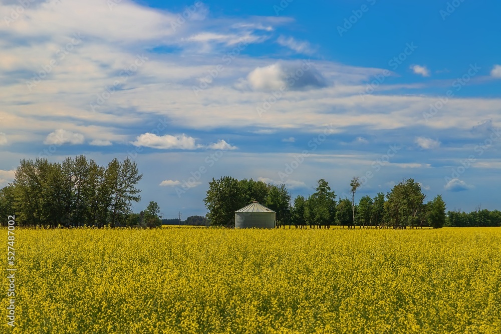 Obraz premium Field Of Canola Under A Cloudy Blue Sky