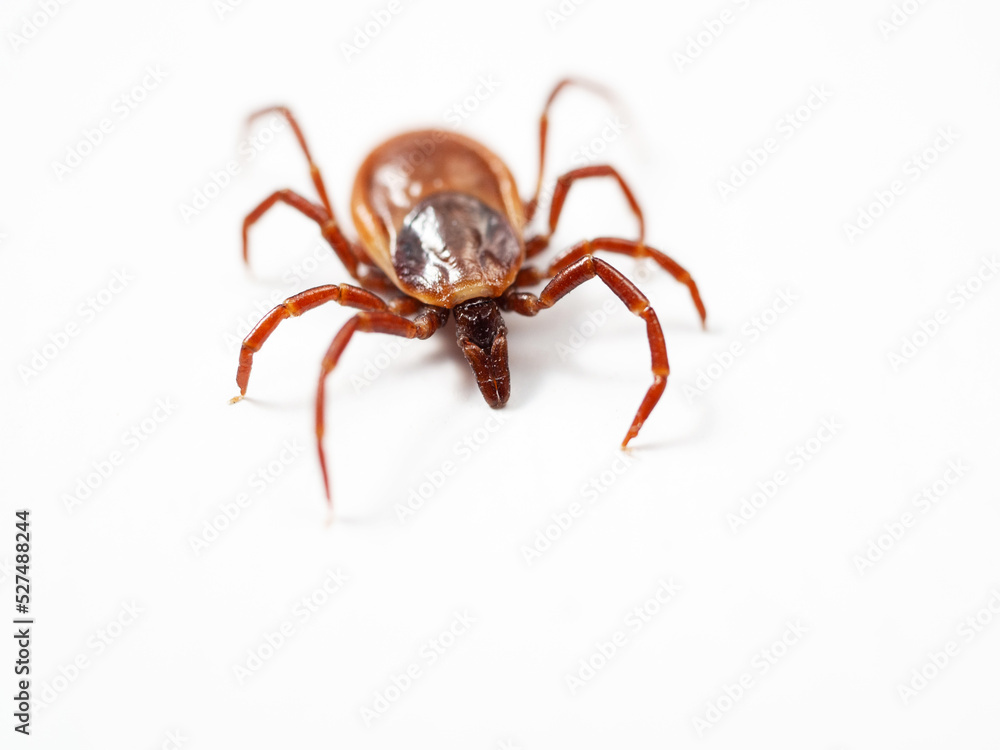 シュルツエマダニ Ixodes persulcatus シュルツエマダニ Ixodes persulcatus