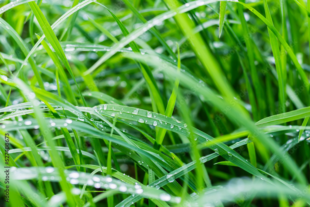 Wet grass, side view, shallow depth of field. Fresh green grass banner with dew drops in morning Wet grass, side view, shallow depth of field. Fresh green grass banner with dew drops in morning
