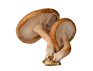 Macro closeup shiitake mushrooms isolated on transparent background