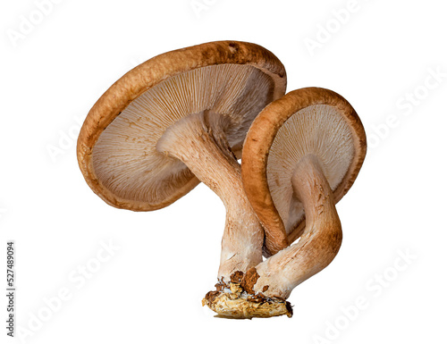 Fotografia Macro closeup shitake mushrooms isolated on transparent background