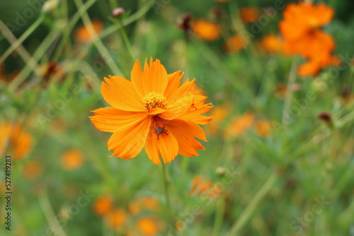 Orange Flower in the Garden